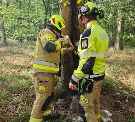 Pożar drzewa w lesie w Kantorowicach – interwencja strażaków
