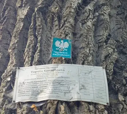 Złamana topola kanadyjska w Lewinie Brzeskim – pomnik przyrody runął po 146 latach